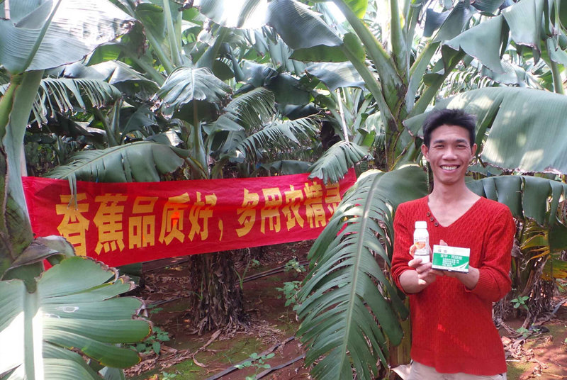 差距這么大， 是真的嗎？ 銀農(nóng)故事匯—香蕉篇