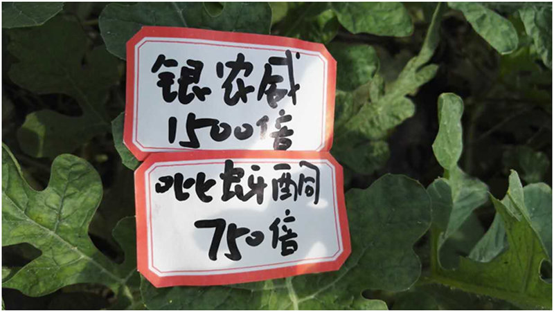 【探索】是什么讓黃蚜如此落敗？