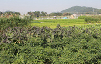 菜地難種、施肥低效、薊馬高發(fā)，咋辦？這里有高招！