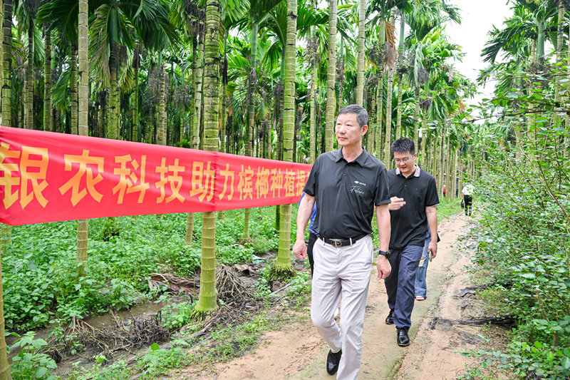 不斷創(chuàng)新納米農(nóng)藥，“銀農(nóng)三寶”助力檳榔提質(zhì)增收